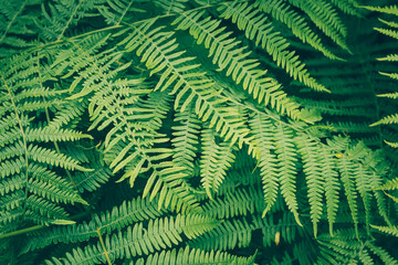 Fern close-up, nature background