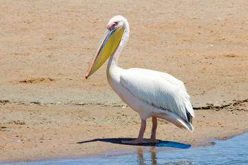 Namibia, Erongo, Walvis Bay, Pelikan