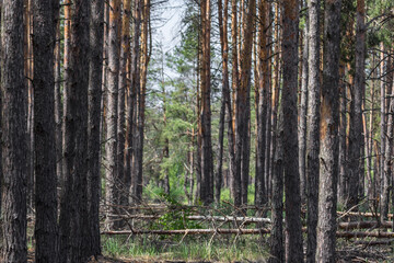 Landscape of pine forest. Broken trees. Sunlight among the trees. Trunks of tall trees. Beauty of nature. Screensaver on the theme of nature. Forest idyll. Piled pines. Geometry in nature. Fresh air.