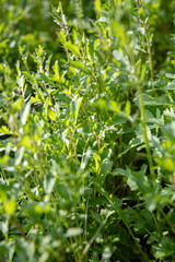 Arugula ripening on a garden bed on a sunny morning.