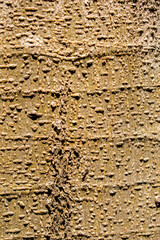 Tree-bark 