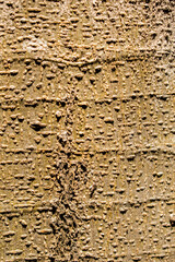 Tree-bark 