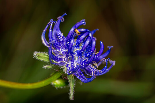 close-up of a blossom of  round-headed rampion or devils claw - Phyteuma orbiculare 