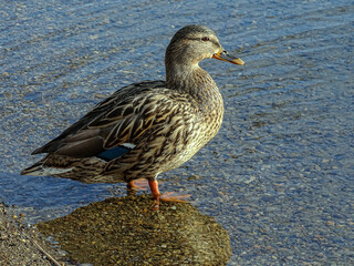 close-up view of a duck in natrual environment