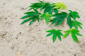 Green cannabis leaves on a sandy background copy space, alternative medicine.
