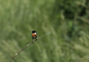 Schwarzkehlchen Vogel