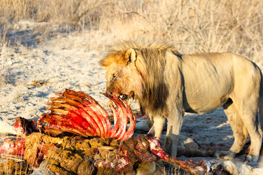 Namibia, Oshikoto, Etosha National Park, Alter L&ouml;we frisst von toter Giraffe, L&ouml;we an Giraffenkadaver