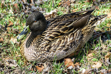 close-up view of a duck in natrual environment