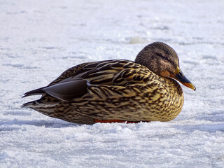 close-up view of a duck in natrual environment