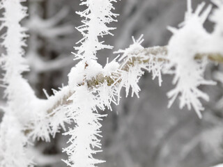 Deutschland, Niedersachsen, Harz, Gefrorene Tannennadeln, Raureifkristalle, Langlauftour im Harz