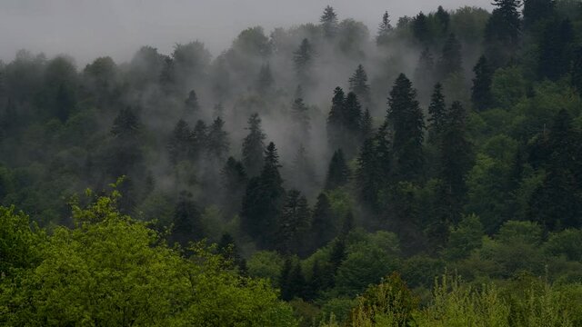 Outstanding panoramic view of Carpathian forest and mountains Bieszczady Poland.