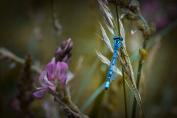 Libéllule sur fleur - Occitanie - France © Yannick