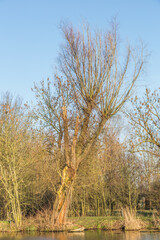Dead and worm infested white willow along little river as a major ecological building stone and important natural value in the landscape