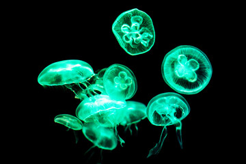 Glow Jellyfish in aquarium with black background
