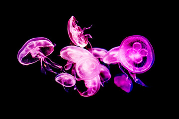 Glow Jellyfish in aquarium with black background
