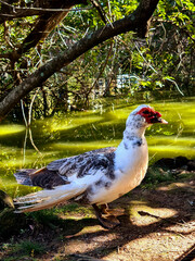 Male duck, very beautiful, living in his space in a city park. These birds inhabit bodies of water, such as the banks of rivers, lakes, swamps and swamps.