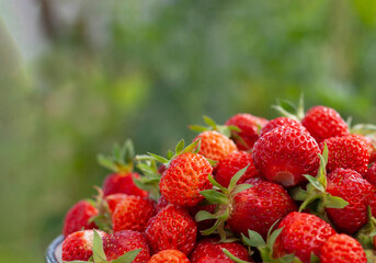 Fresh juicy strawberries  on the garden table.