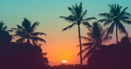 Tropical sunset through the palm trees. 