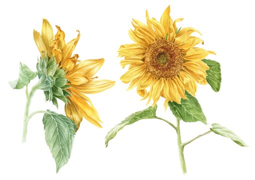 Watercolor sunflowers isolated on white background. Hand drawn botanical illustration.