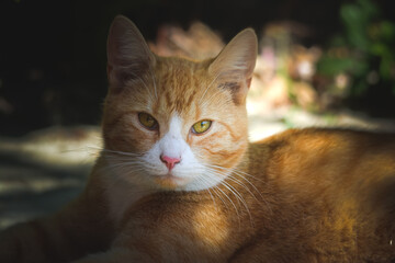 Portrait of a cat in the sun