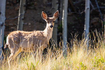 Deer in the Pike National Forest