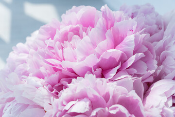 Light shines on gentle petals of delicate pink peony bud in big bouquet. Celebration concept. Greeting card for birthday, valentines day, womans day, anniversary.