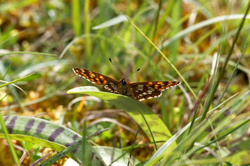 A Duke of Burgundy Butterfly perched on a green leaf.