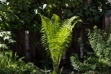 Beautiful green leaves of fern grow in summer