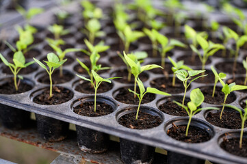 Cultivation chilli sprout in soil tray