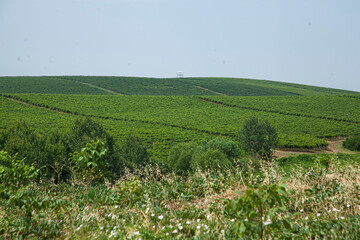 Fototapeta na wymiar Green farmlands on the top of the hills