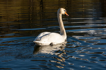 Swan - cygnus olor on water