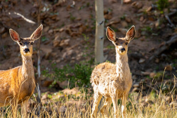 Deer in the Pike National Forest