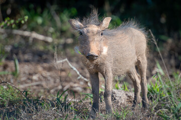 Südafrika, Ostkap, Western District, Addo Elephant Nationalpark, Warzenschwein in der Wildnis, Warzenschwein