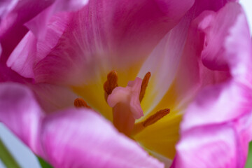 Fototapeta na wymiar pistils and stamens of a Tulip on the background of its petals close up