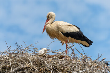 Above view on one female white big stork in nest
