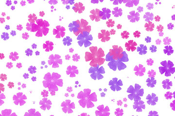 Isolated flower background, colorful flower pattern wallpaper with white background