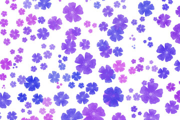 Fototapeta na wymiar Isolated flower background, colorful flower pattern wallpaper with white background