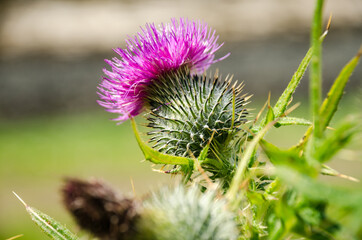 Vereinigtes Königreich, Schottland, Highland, Isle of Skye, Nahaufnahme einer Distel, Isle of Skye, Distel, die das nationale Wahrzeichen von Schottland ist