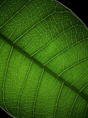 green leaf macro