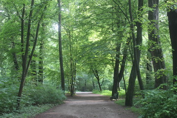 Forest trail in the sun, friendly broadleaf forest. 