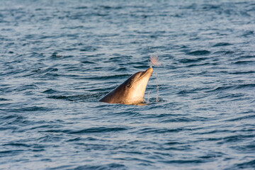 Obraz premium Vereinigtes Königreich, Schottland, Highland, Fortrose, Chanonry Point, Black Isle, Tursiops beim Schwimmen, Bottlenose Dolphins beim Spielen mit einer Qualle