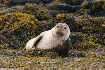 Vereinigtes Königreich, Schottland, Highland, Isle of Skye, Seerobben auf der Insel Skye bei Dunvegan Castle