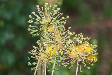 Zierlauch Allium ist verblüht
