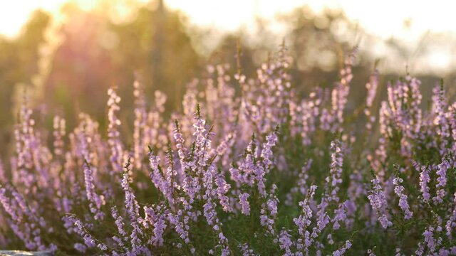 Common heather plant at sunset on top of a cliff camera glide