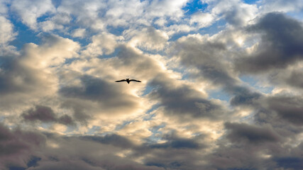 Seagull in the sky with clouds