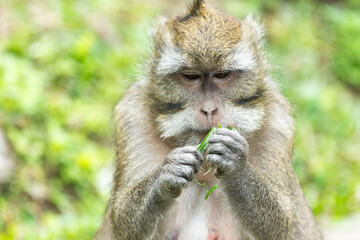 Indonesien, Java, Sleman, Affe untersucht sein Essen
