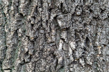 Tree Bark Texture Close Up
