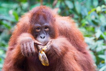 Indonesien, Kalimantan, Borneo, Kotawaringin Barat, Tanjung Puting National Park, Nahaufnahme eines Orang-Utans
