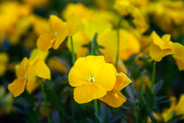Obraz premium Macro shot and selective focus on a beautiful yellow pansy flower with background flowers out of focus and slightly darker than the main flower