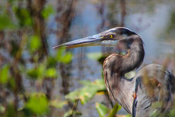 A beautiful great blue heron photographed before the great migration.
